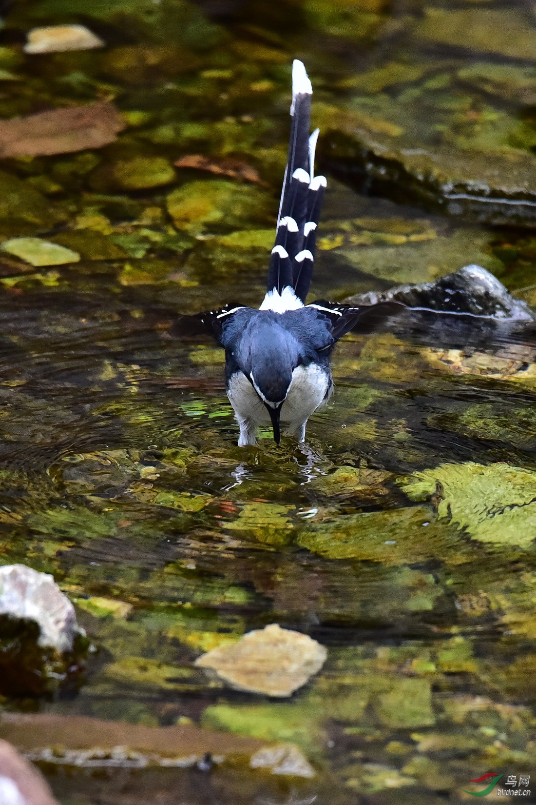 DSC_0705.JPG