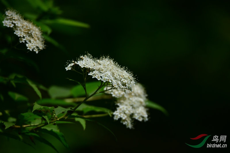 DSC_4423.JPG