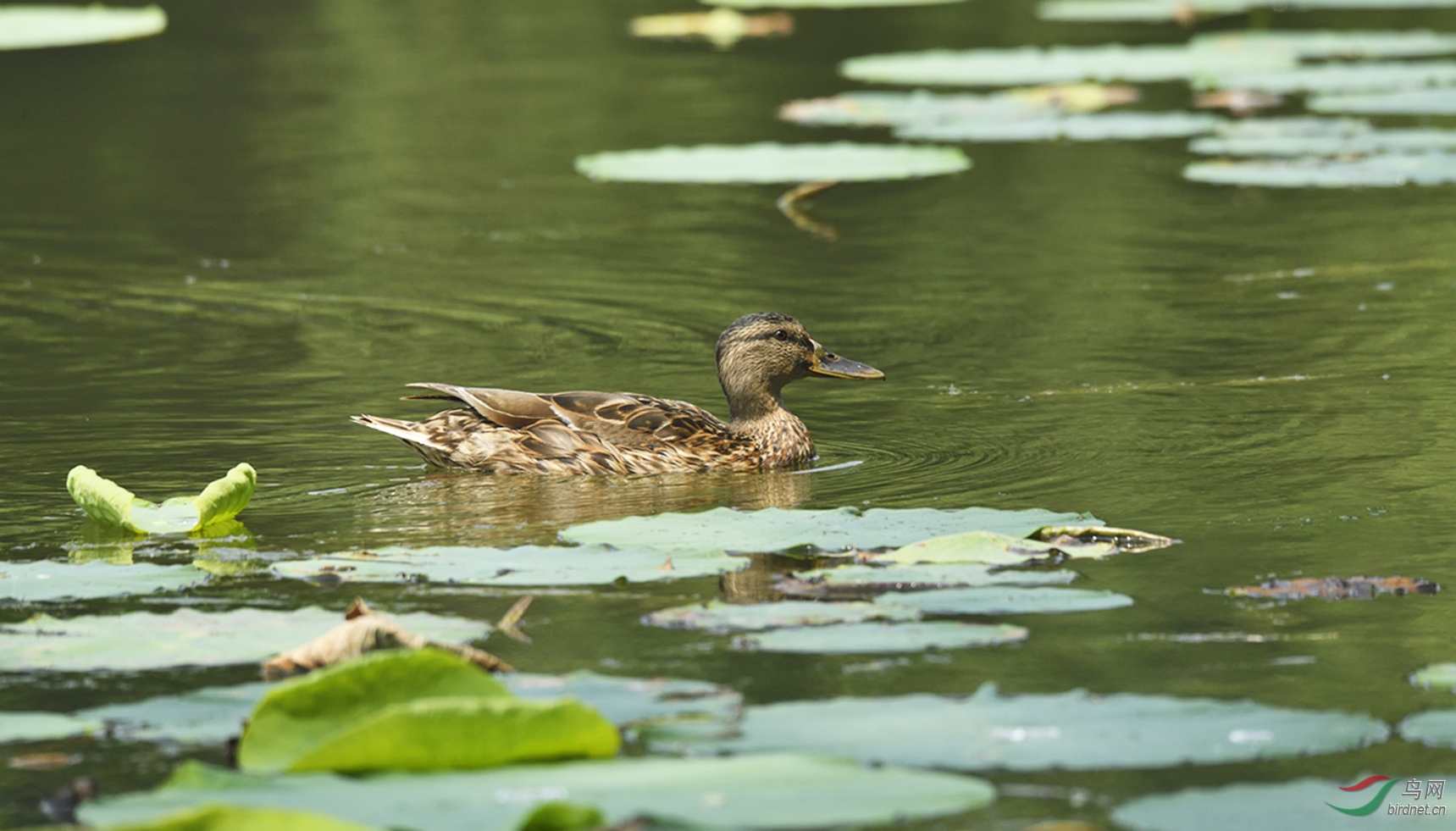 _DSC4366_00001-p-2.jpg