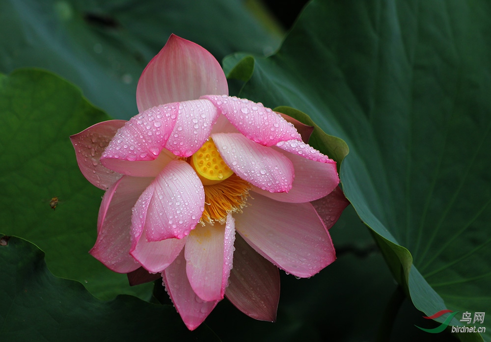 ��Ǽ�����ˮ����