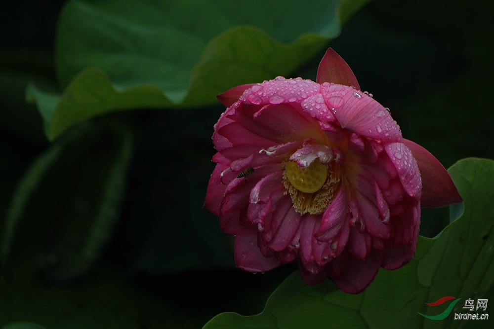 ������������ʰ��