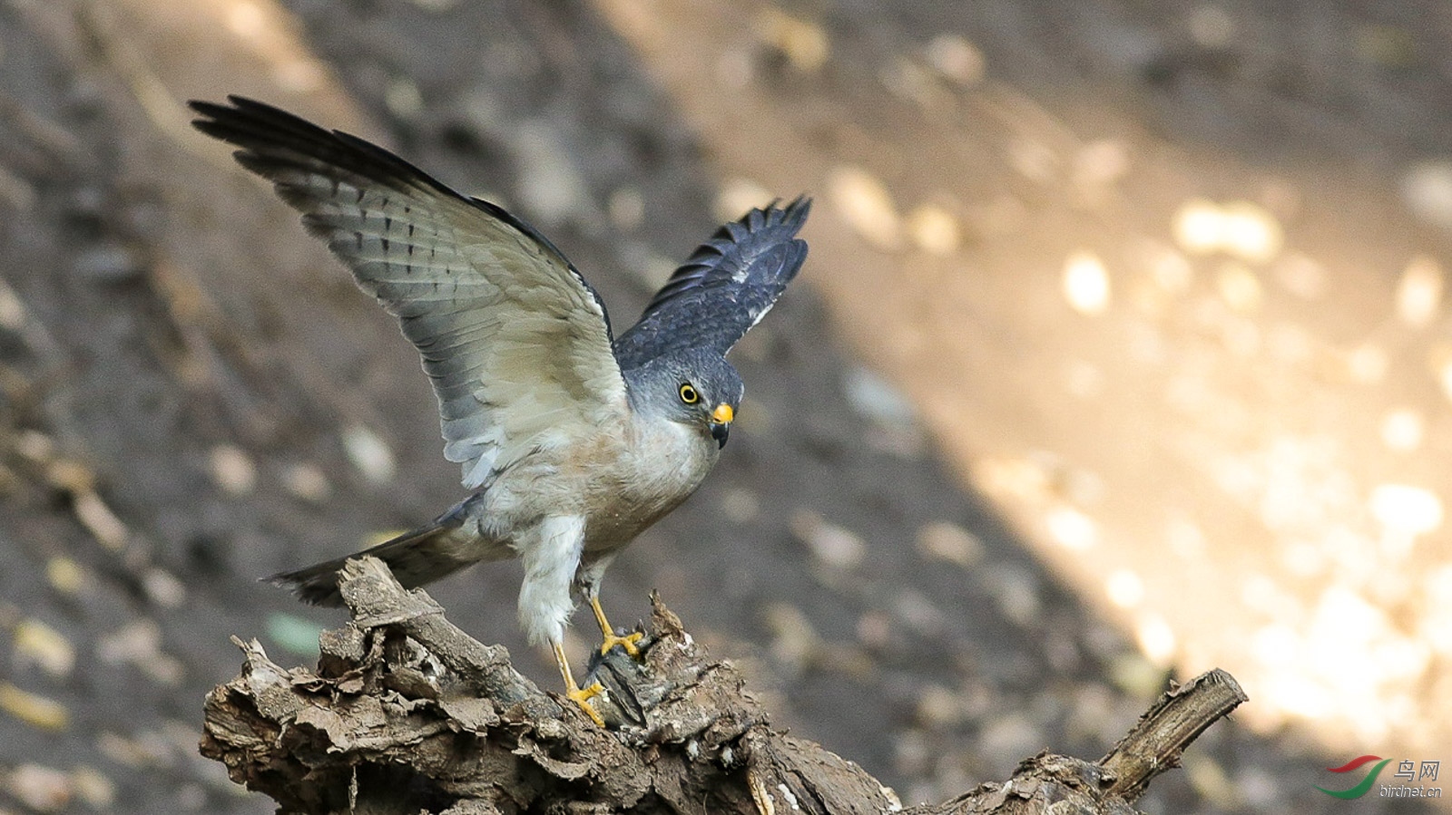 觅食中的赤腹鹰