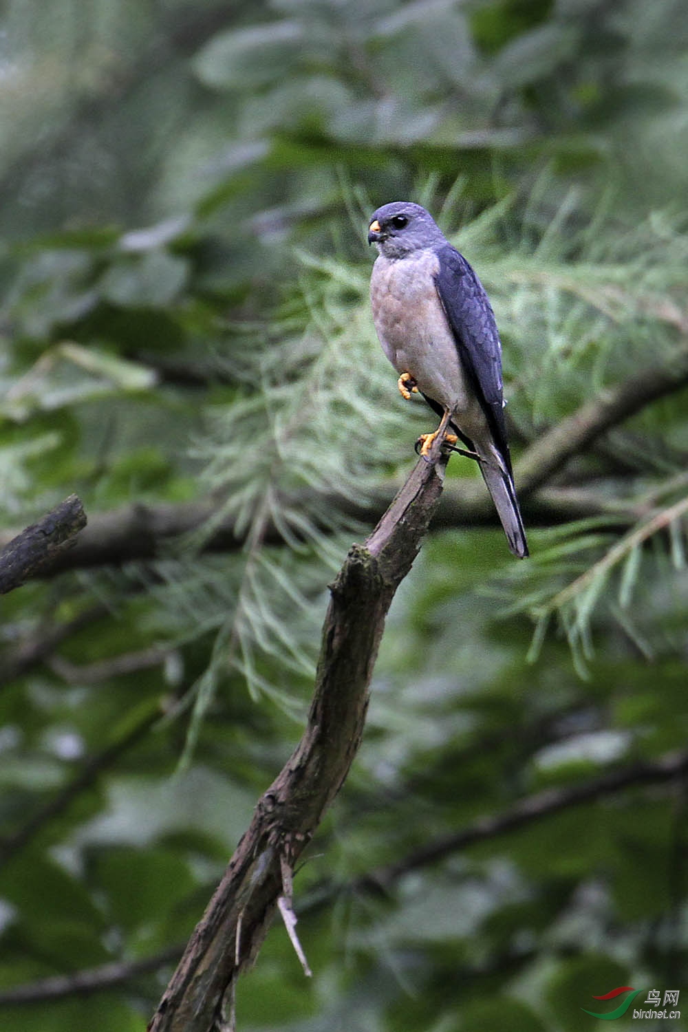 国二级重点保护动物赤腹鹰英姿分享