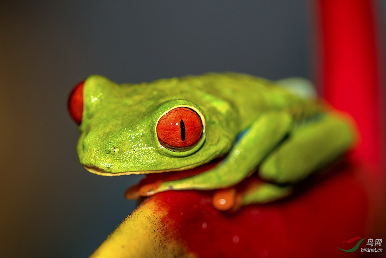 [动物] 红眼叶蛙--祝贺荣获首页精华!