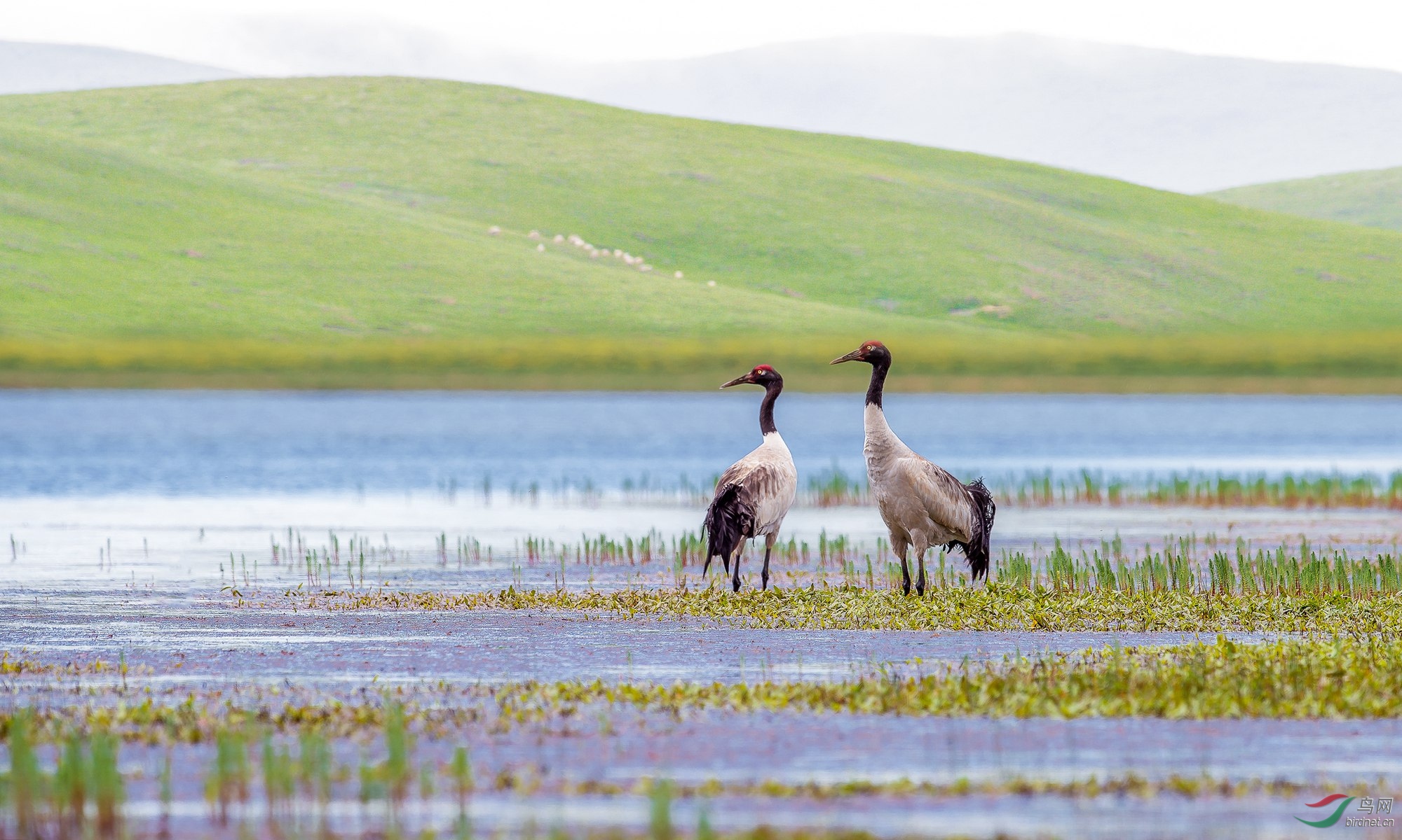 草原黑颈鹤~祝贺荣获首页鸟类精华!
