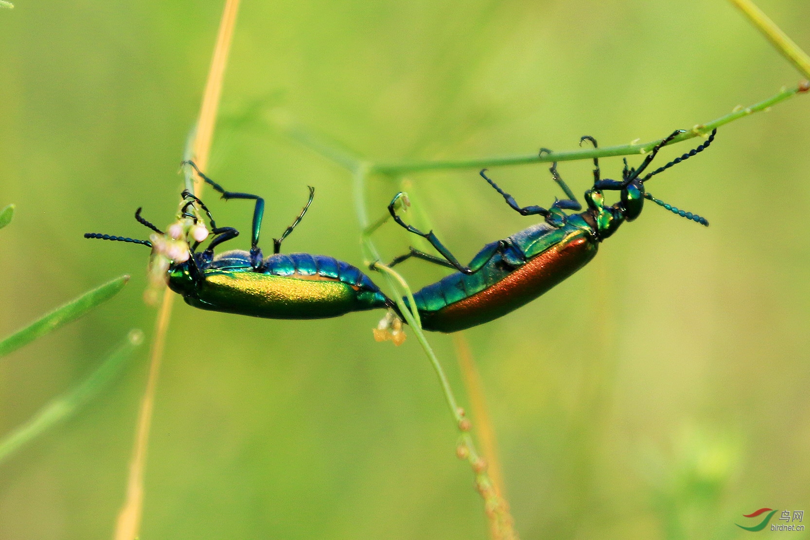 绿天牛的幸福生活