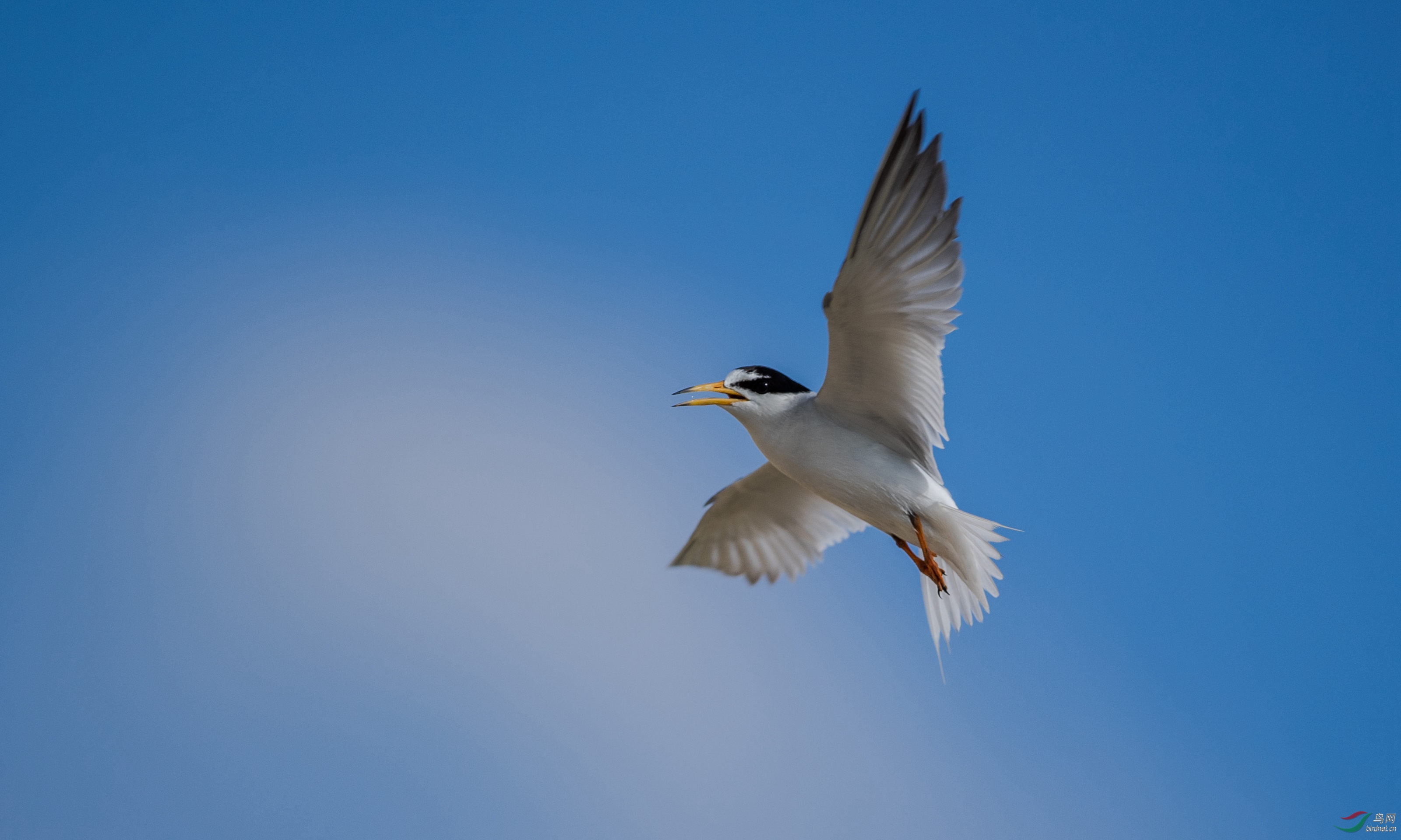 白额燕鸥