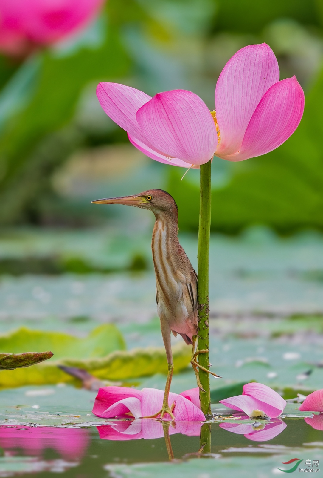 1DX_1143-1.jpg