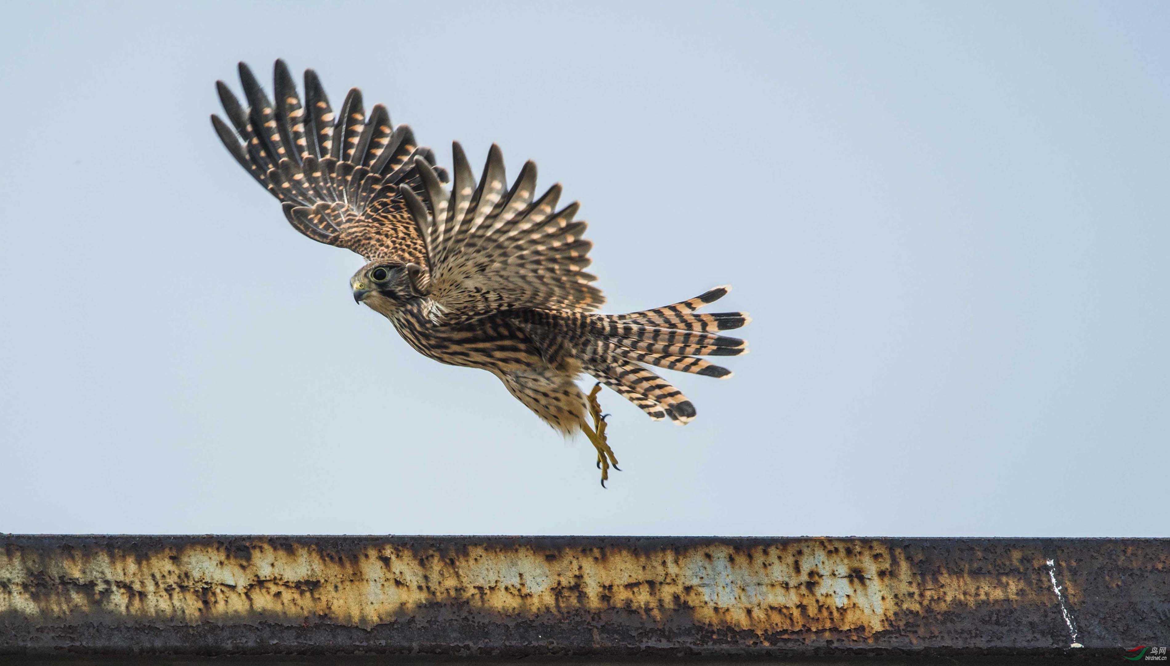 DSC_4586 ���.jpg