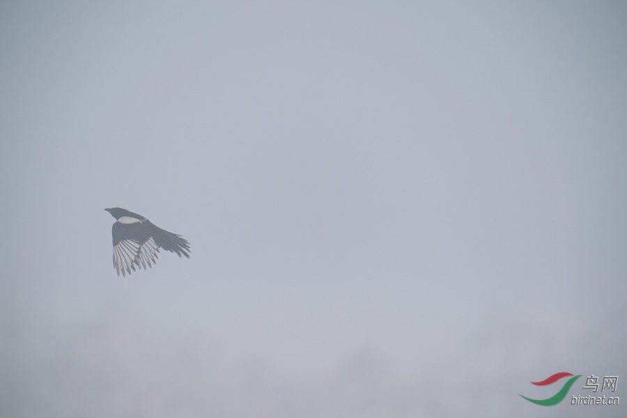 DSC00729.jpg