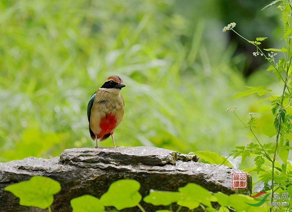 DSC_9685 - ���� - ���� (2).JPG