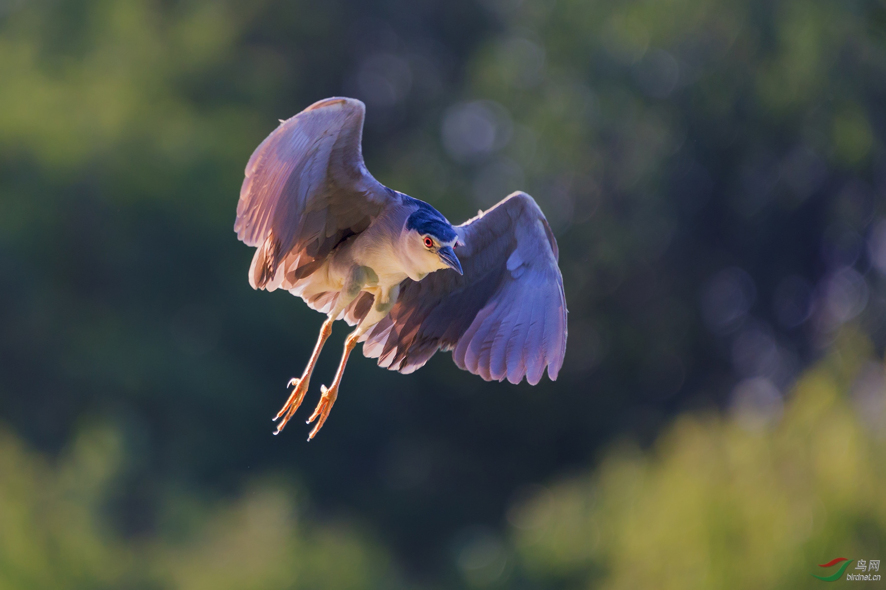 IMG_1117-3...jpg