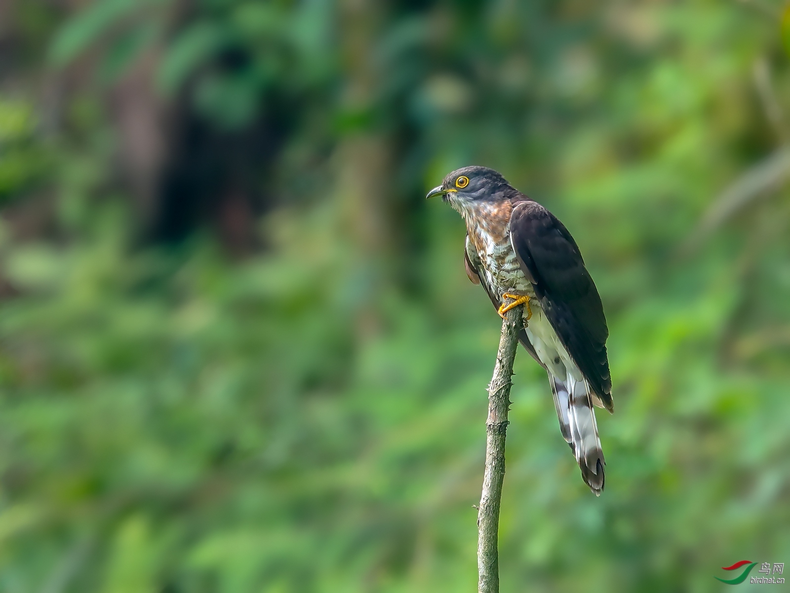 77089 ��ʦ�������Ĵ�ʡ������.jpg