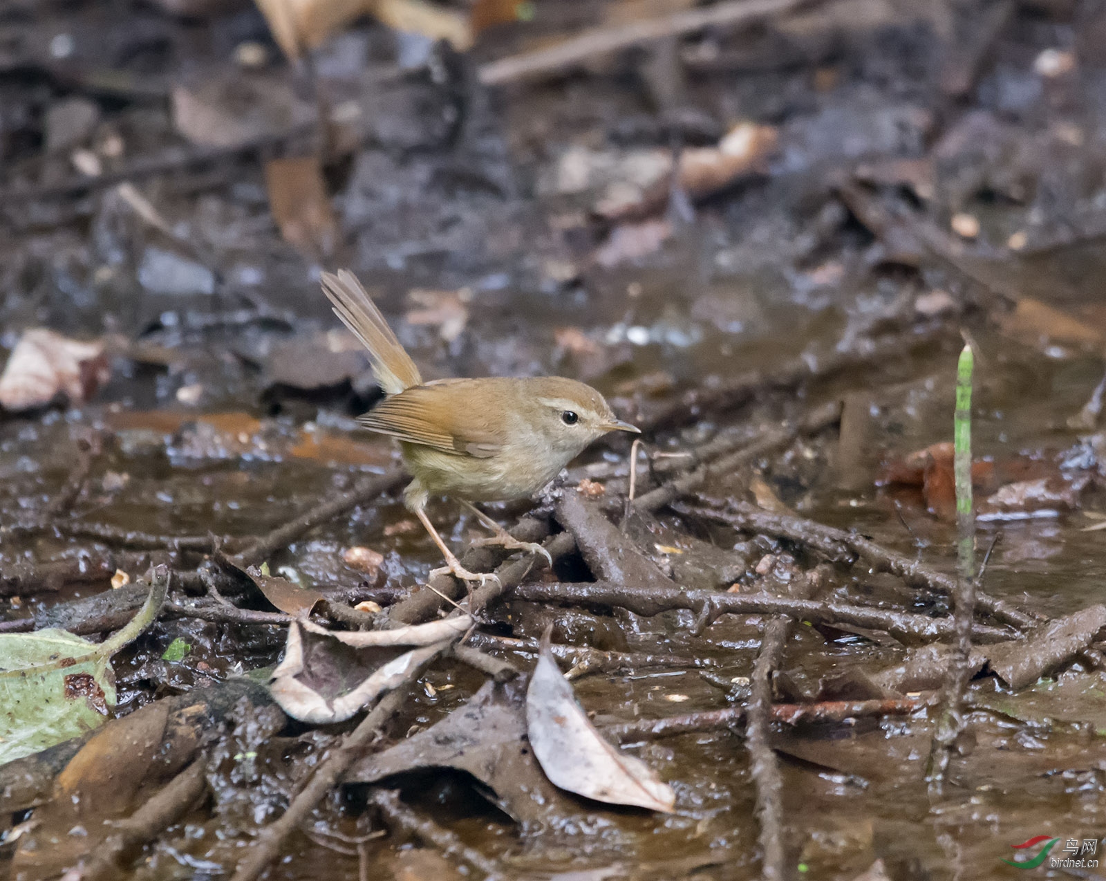 DSC_1413.jpg
