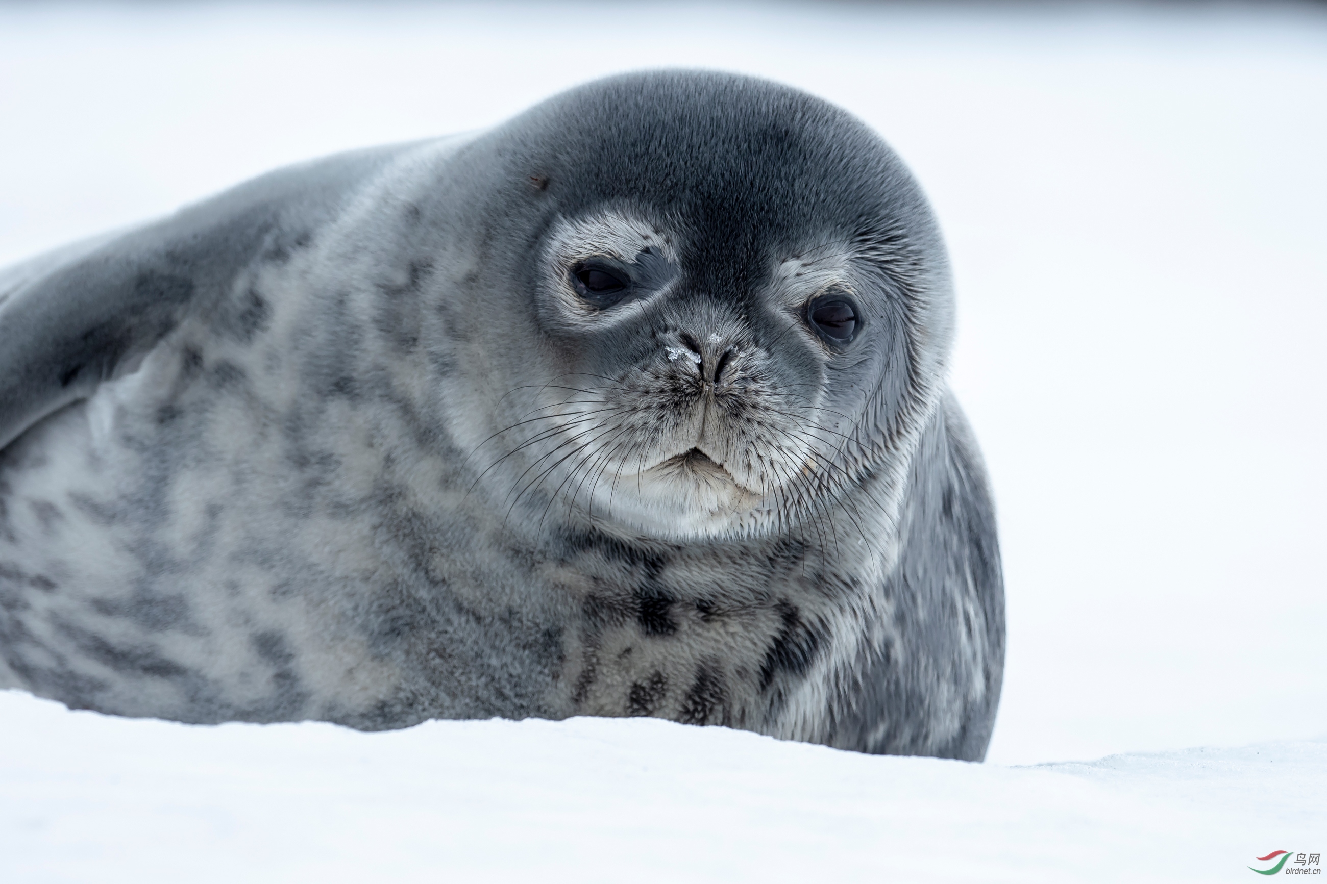 没睡醒的小可爱