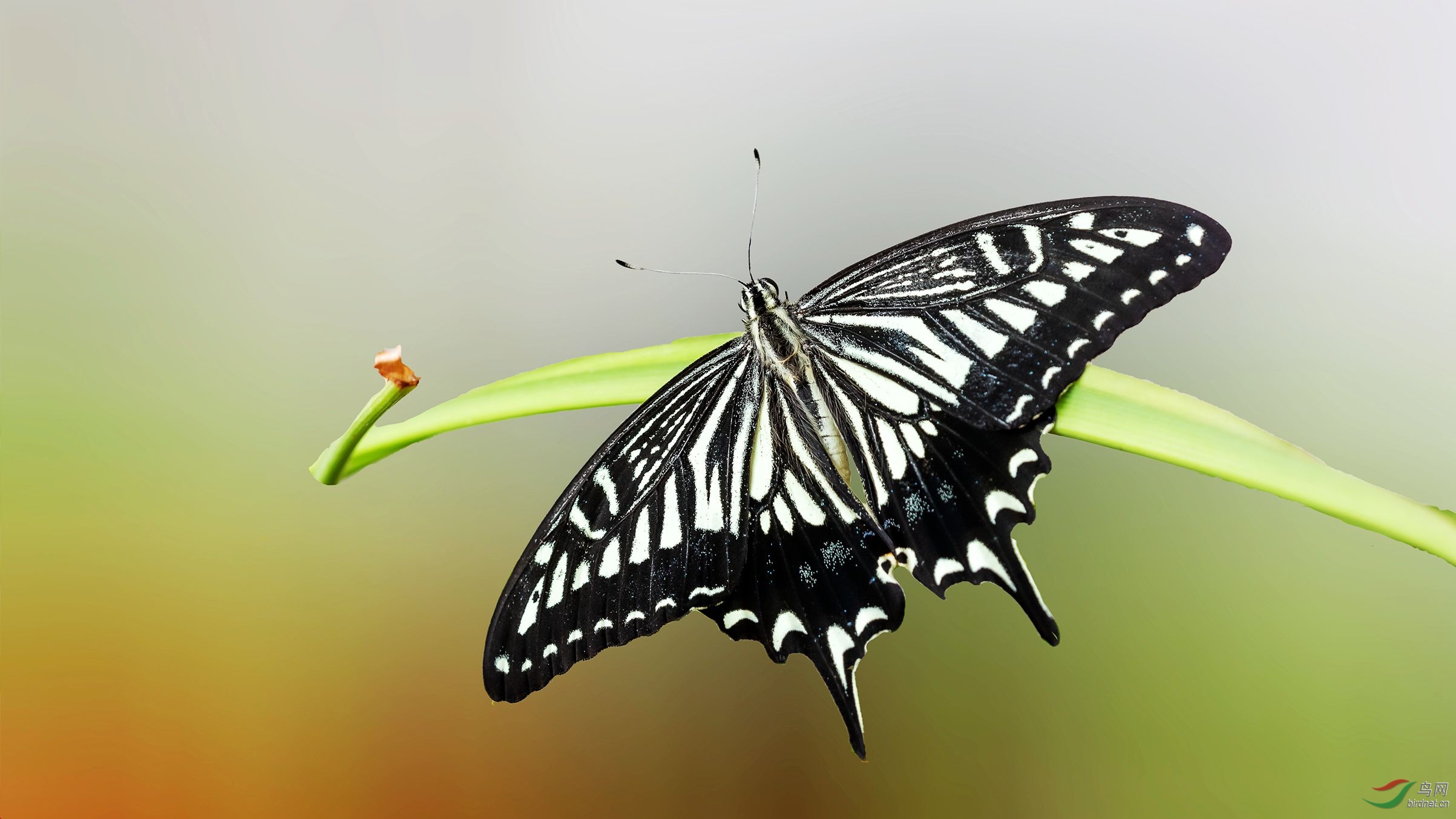 7G9A0815-1_����.jpg