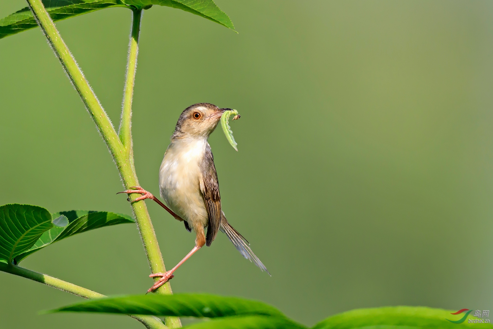 收获满满纯色山鹪莺