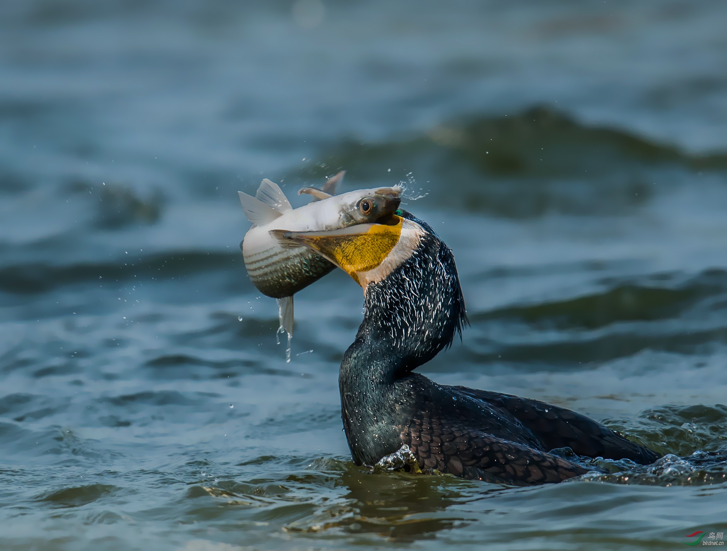 [鸟类] 鸬鹚戏鱼--嘴吐水