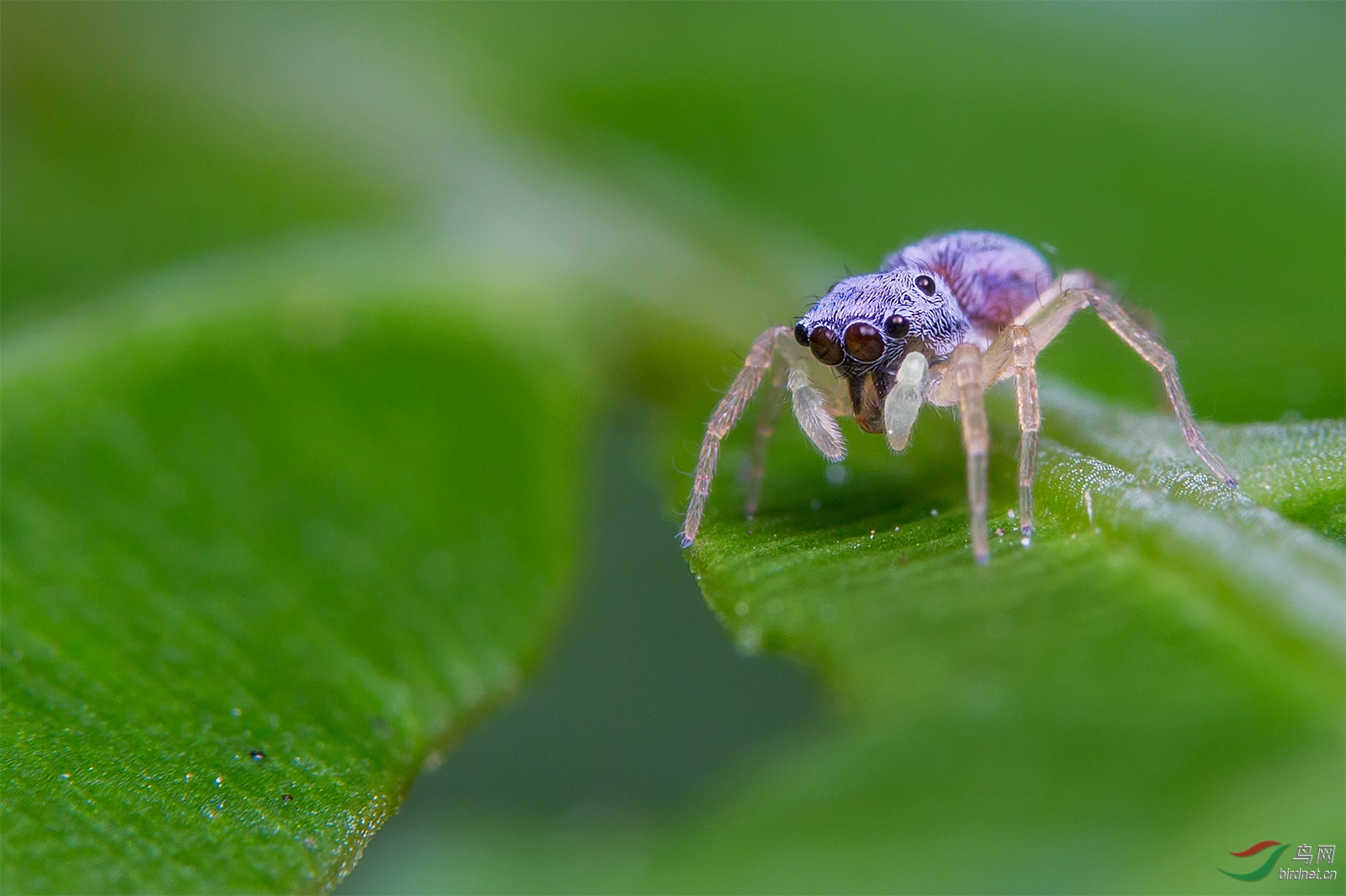 花腹金蝉蛛贺获鸟网首页精华