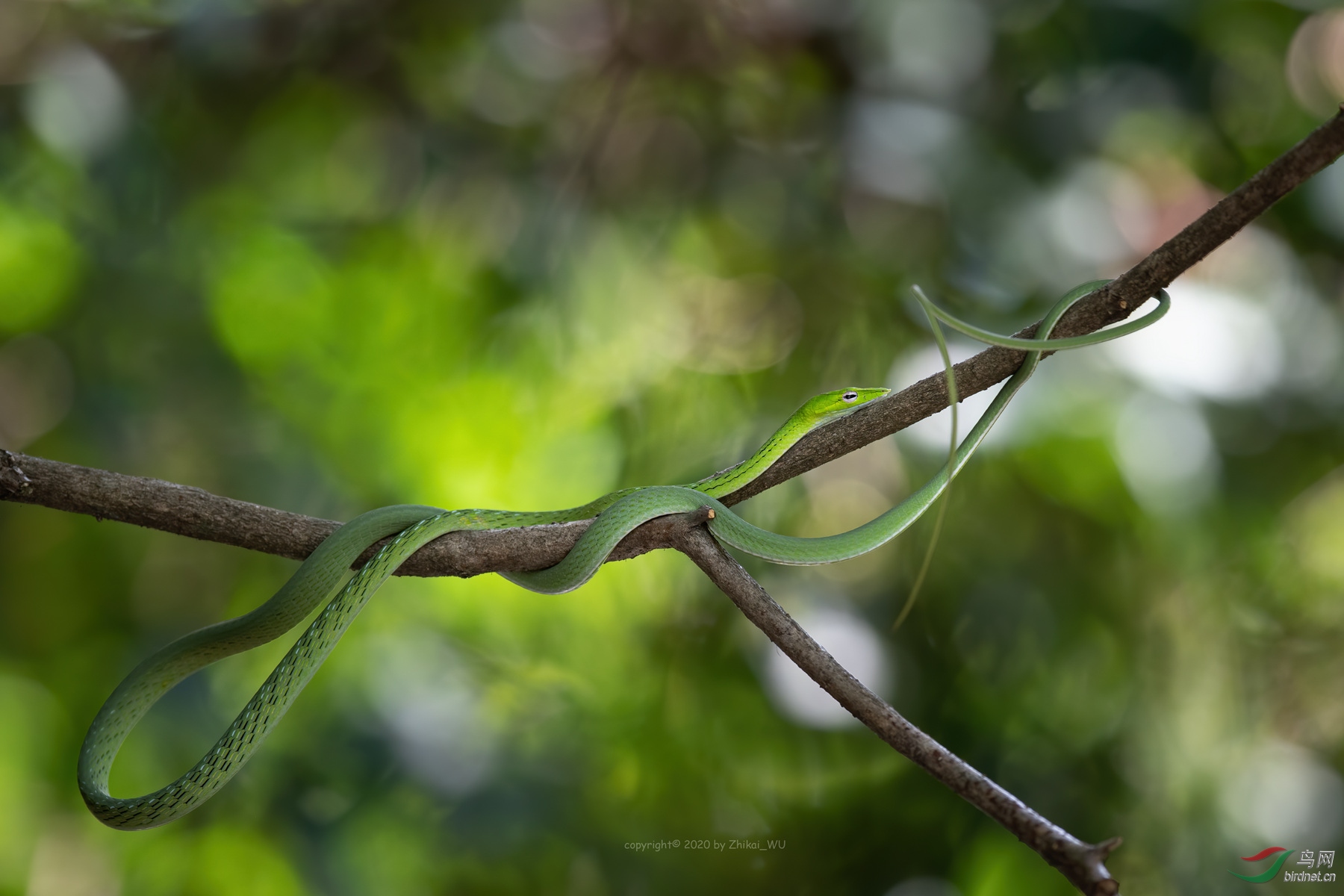 漂亮的绿瘦蛇