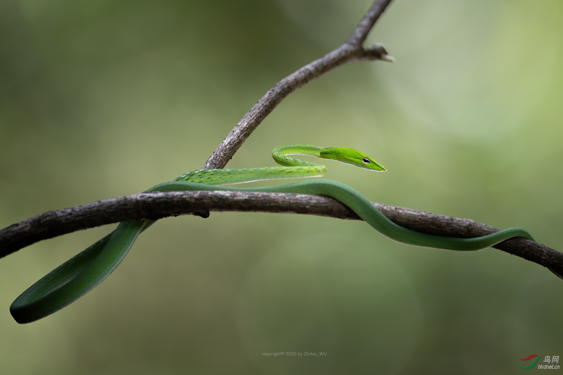 漂亮的绿瘦蛇