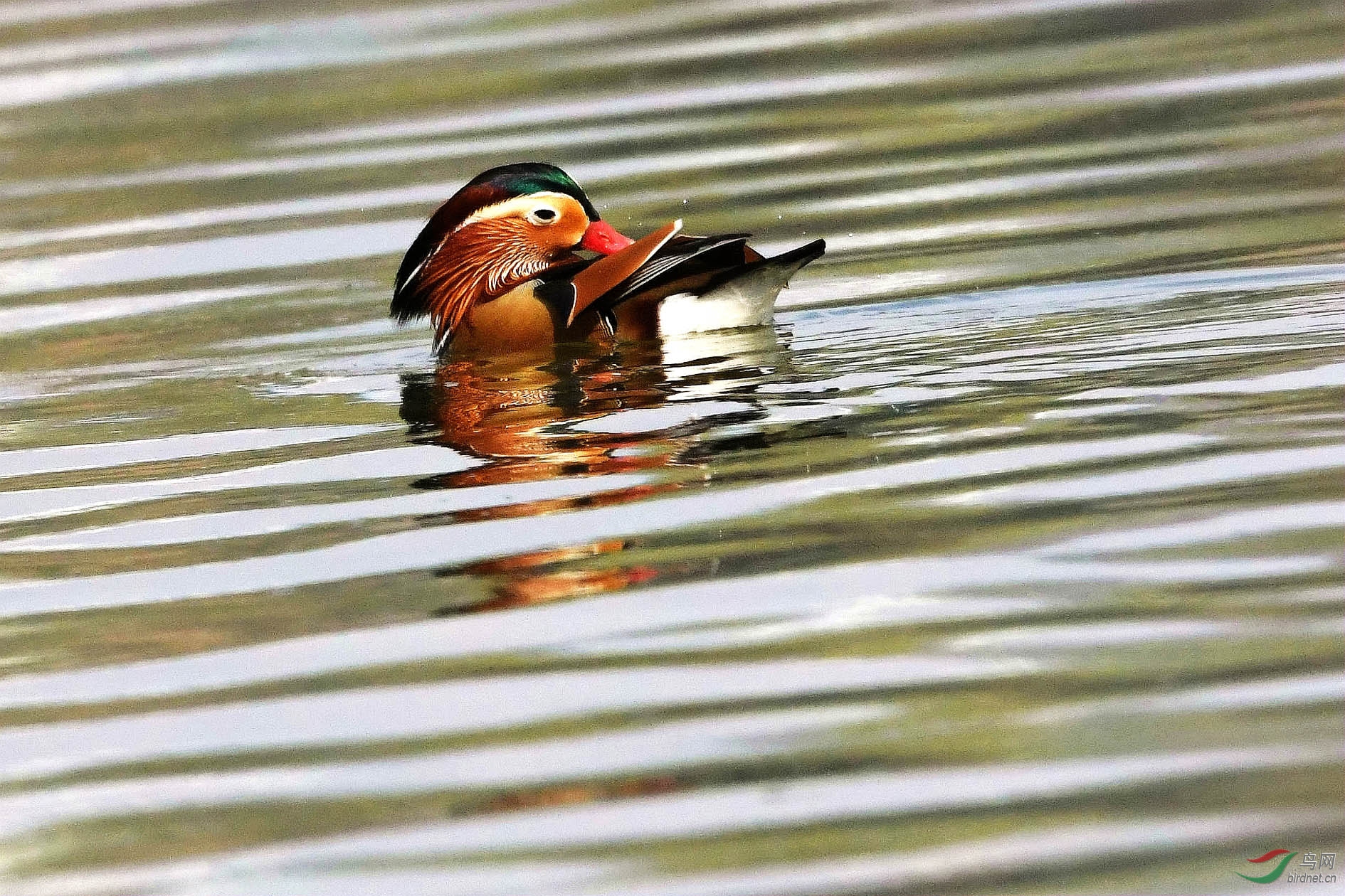 DSC_4259_����.jpg