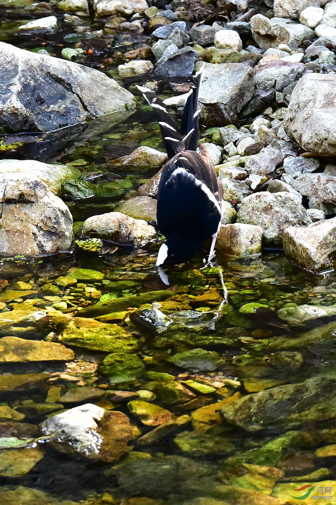 DSC_0733.JPG