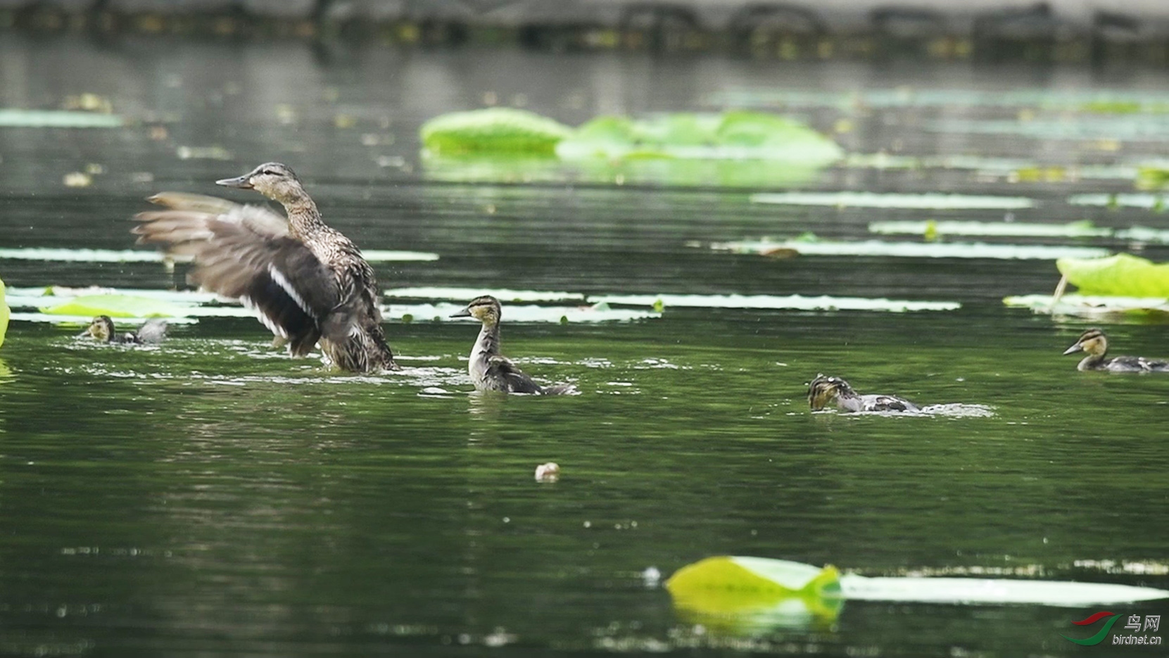 DSC_4422 00_00_54-00_01_07_Moment-1-2.jpg