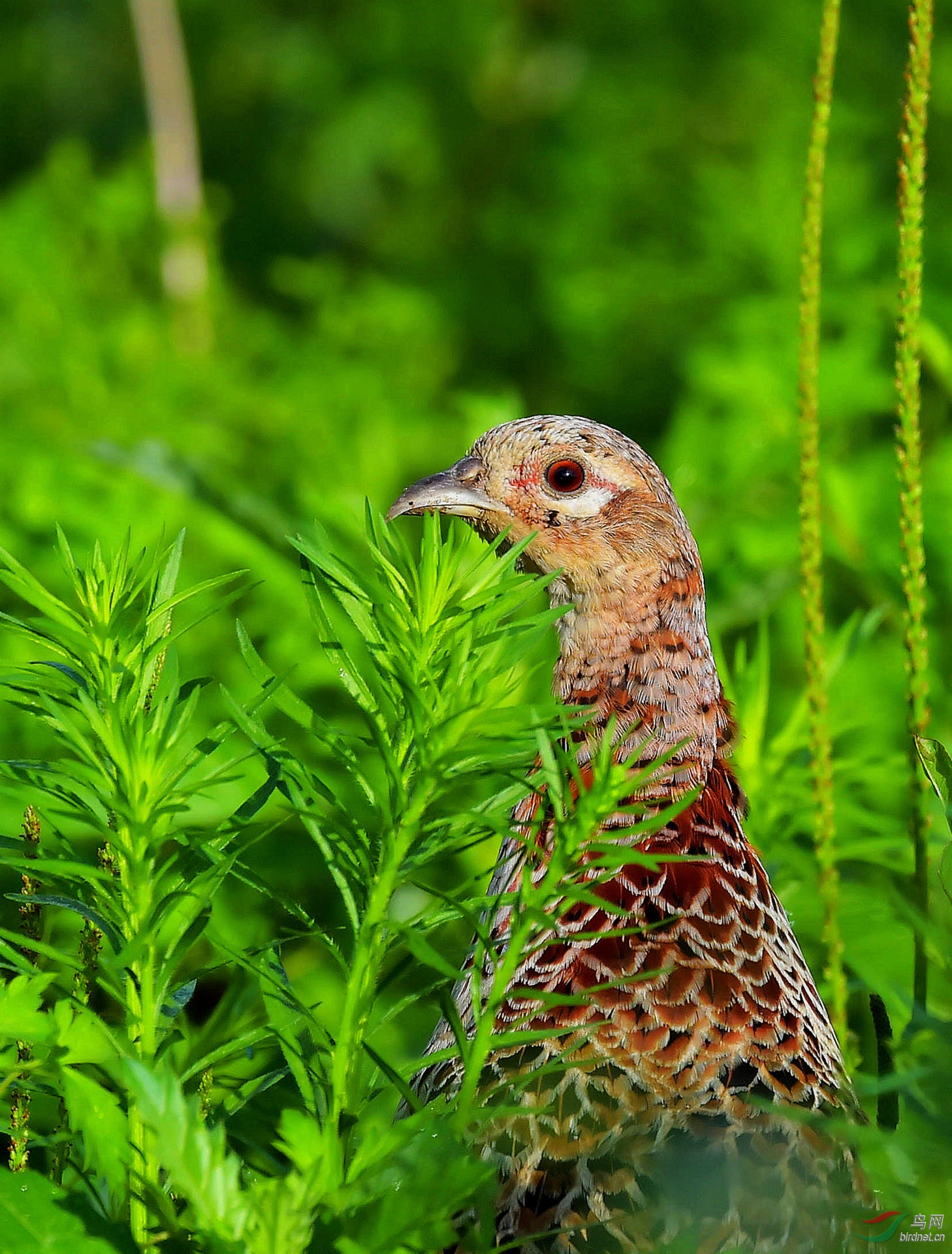 标准照(环颈雉雌)