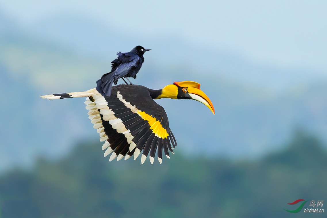 主题区 69 艺术创意 69 顺风车我拍摄的鸟种数 种 拍摄的哺乳动物