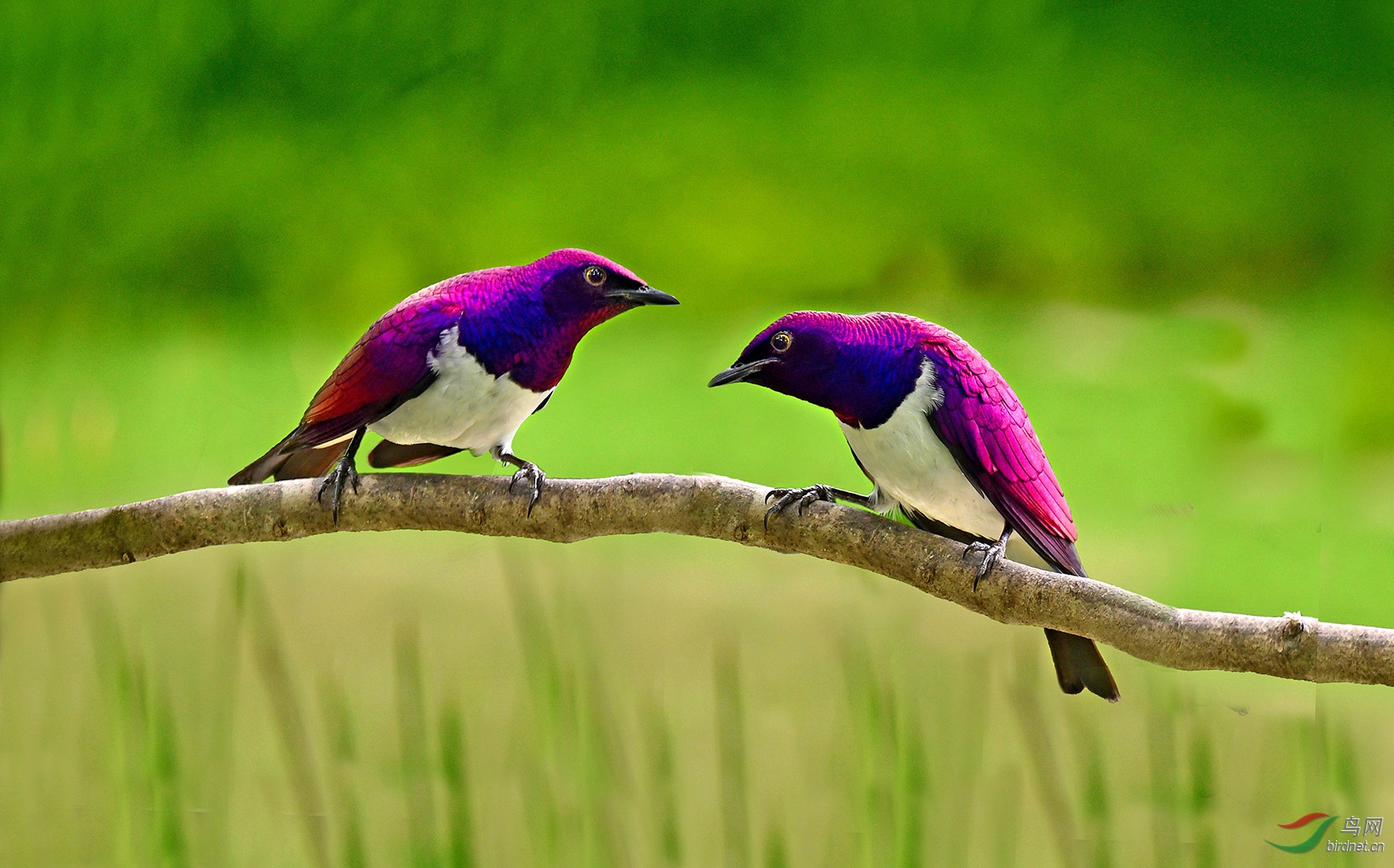 认错白腹紫惊鸟