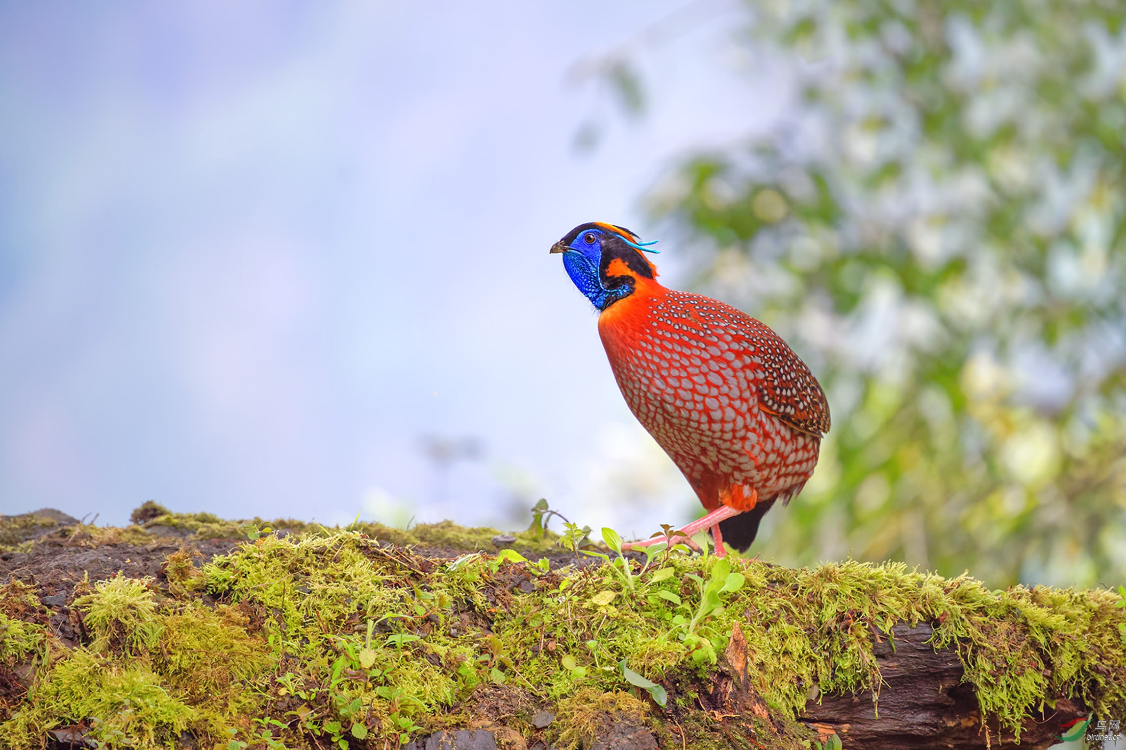 长角的红腹角雉