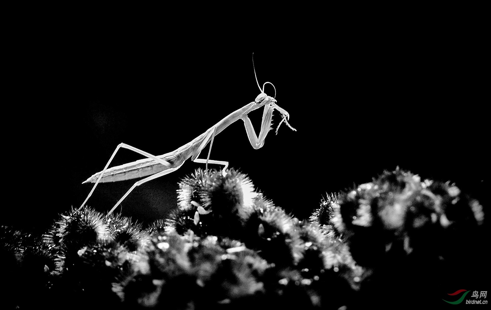 [动物] 黑白画螳螂------祝贺荣获首页黑白影像精华!