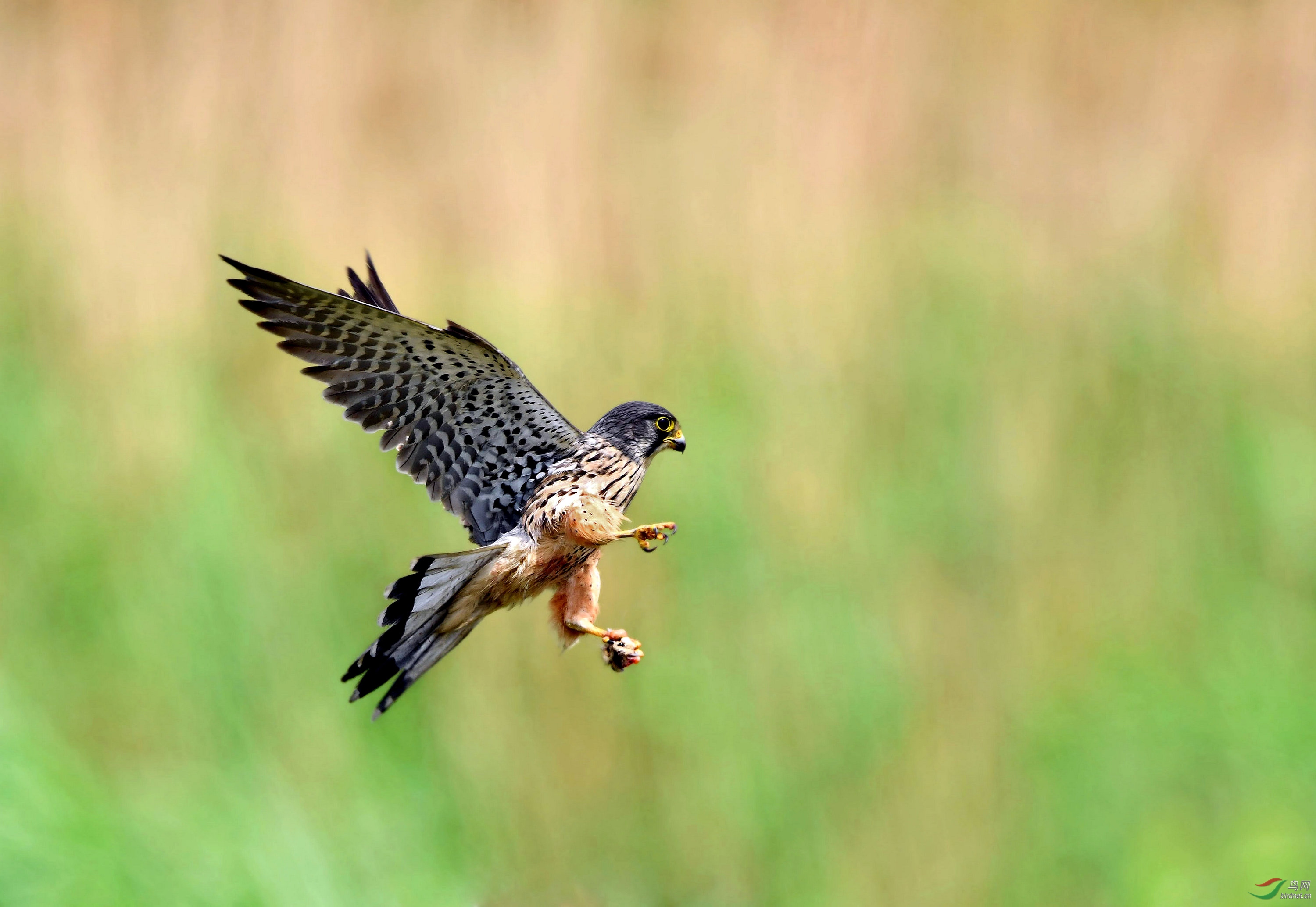 ���� 110.jpg