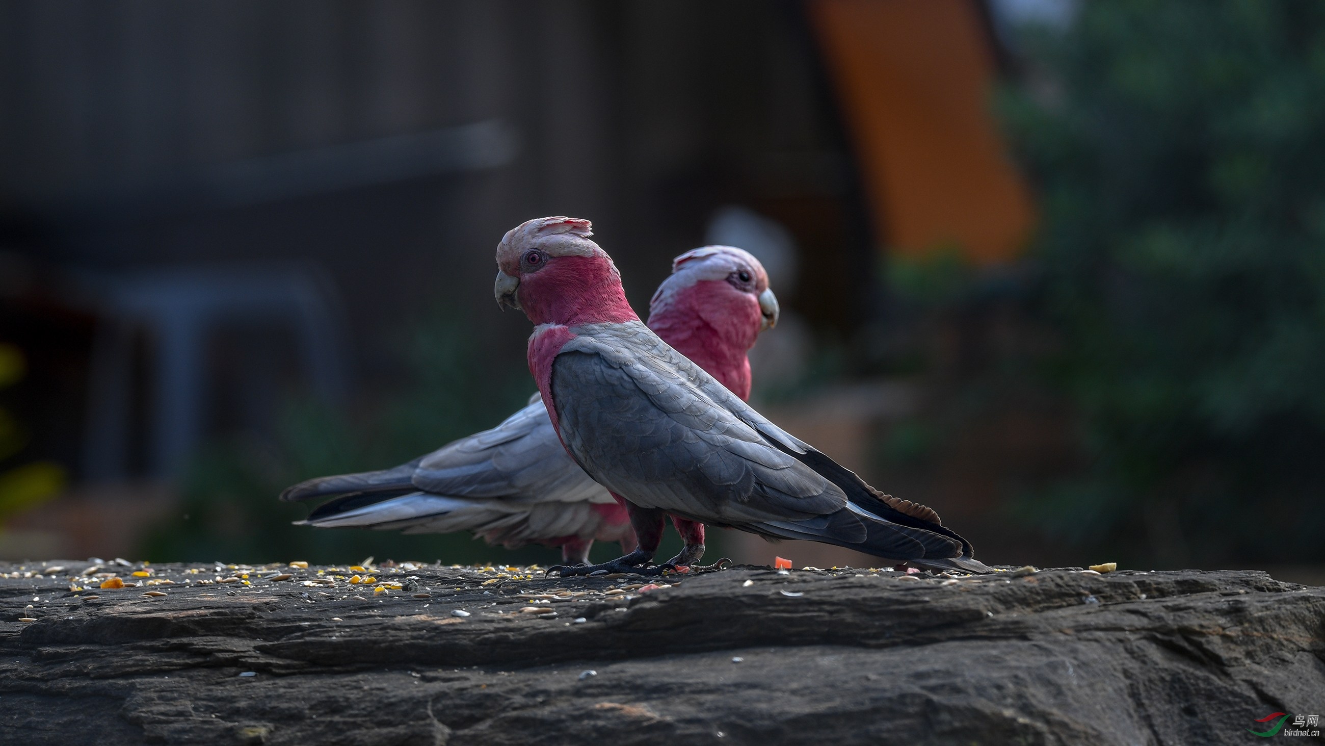 DSC_27531.jpg