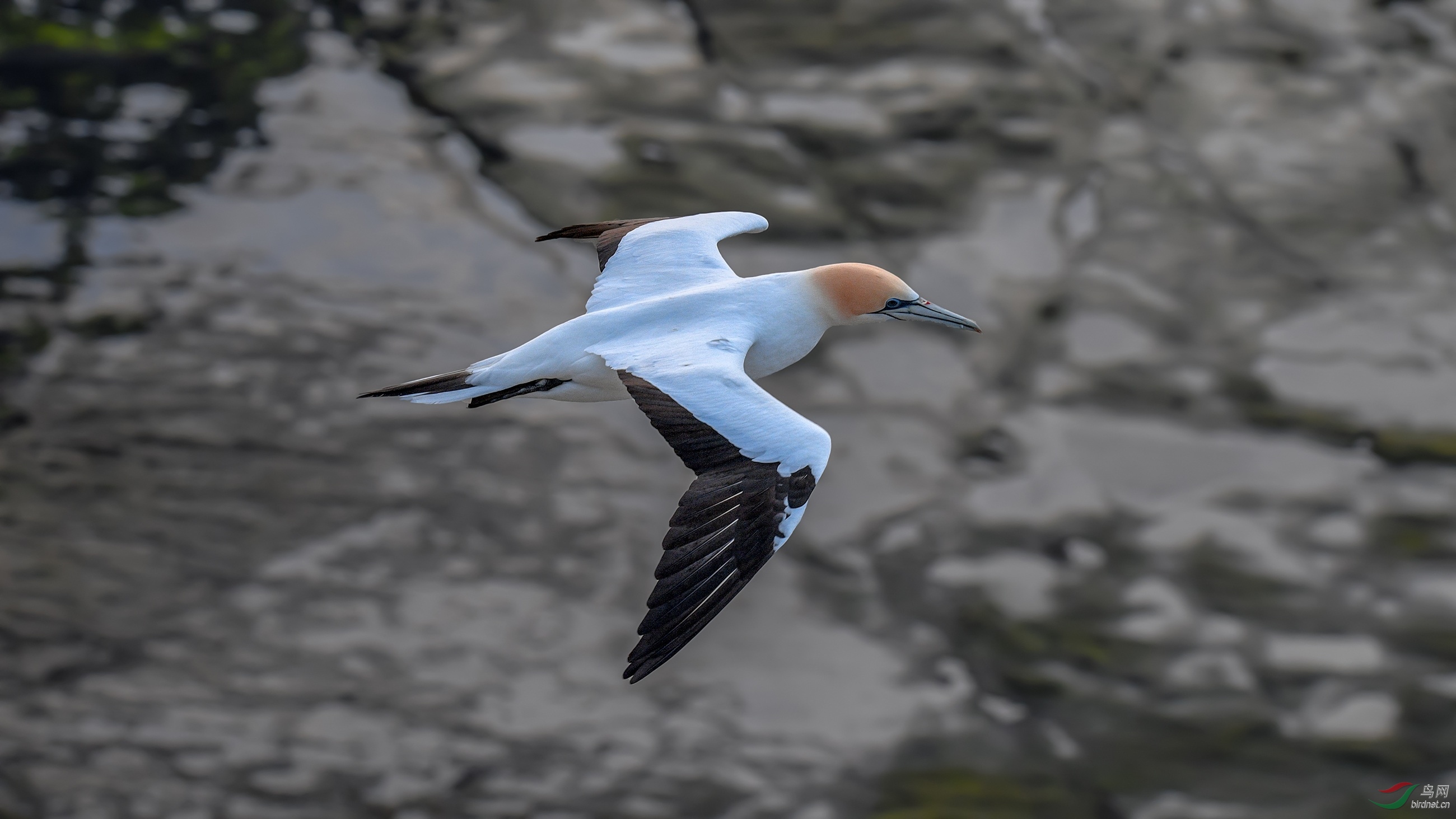 DSC_13441.jpg