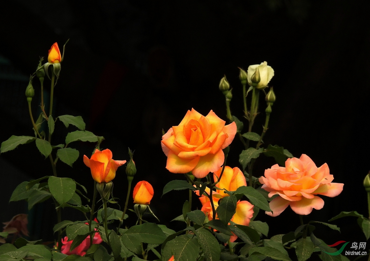 DSCN1105.JPG