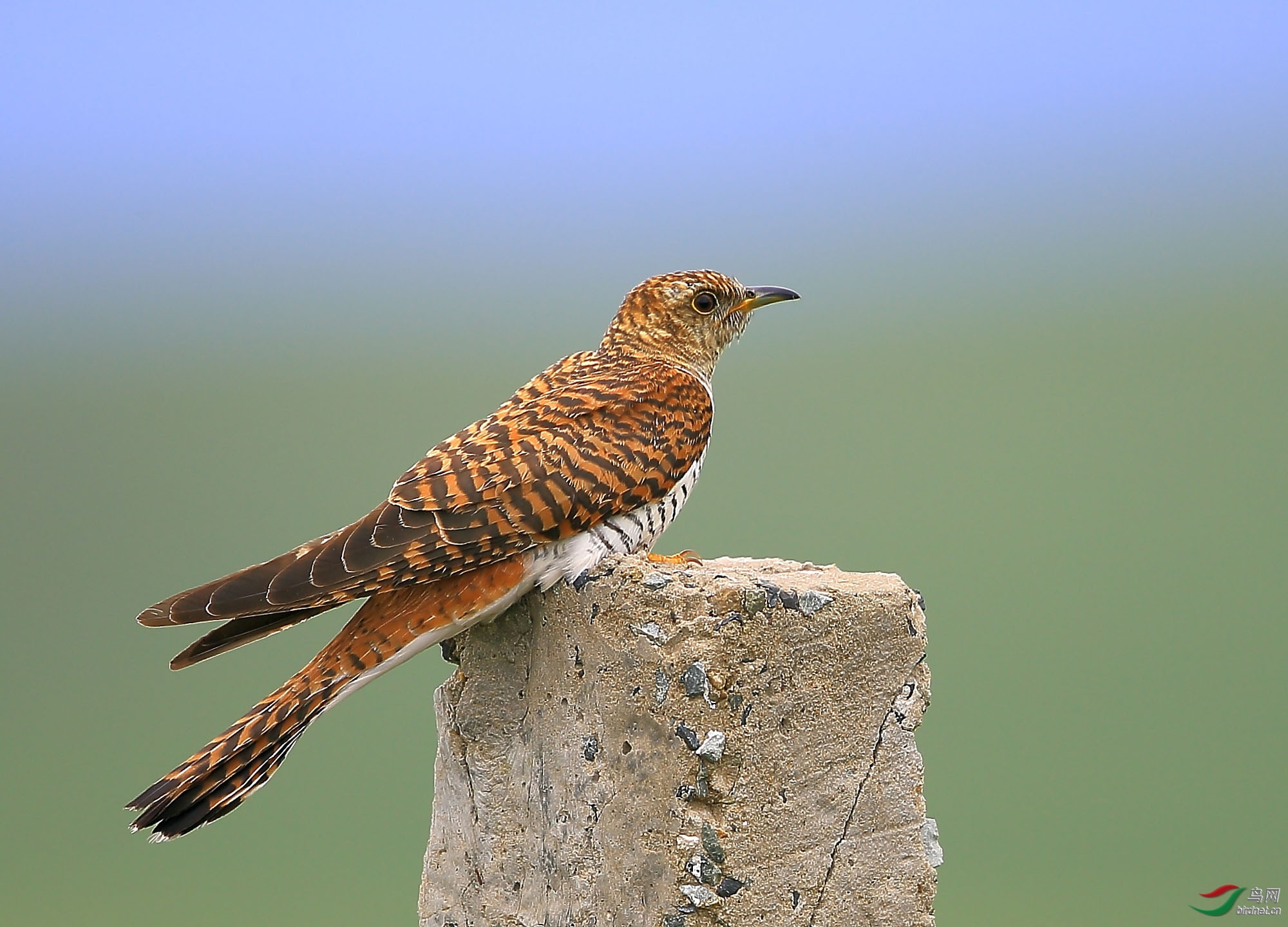 0529 ��ʦ���������ɹ������� ���ֹ����� ������������ ����ͼ�׶���ľ500.jpg