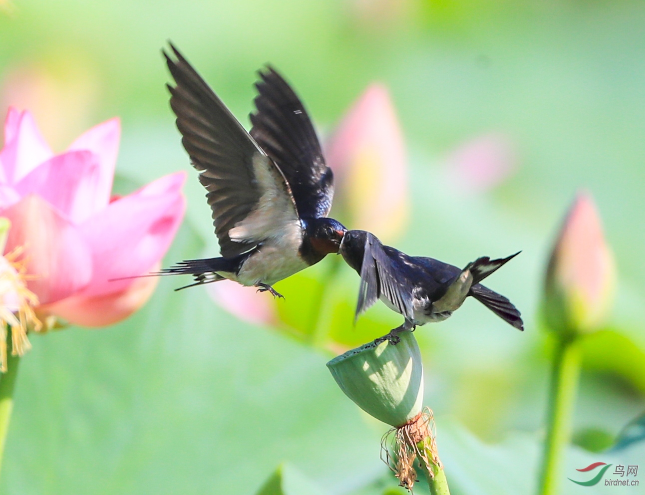 燕子喂食