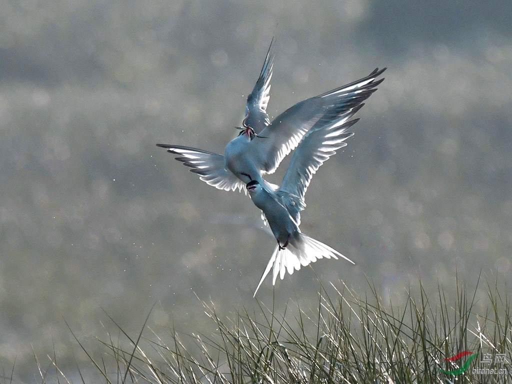 _DSC8564 - ����.JPG