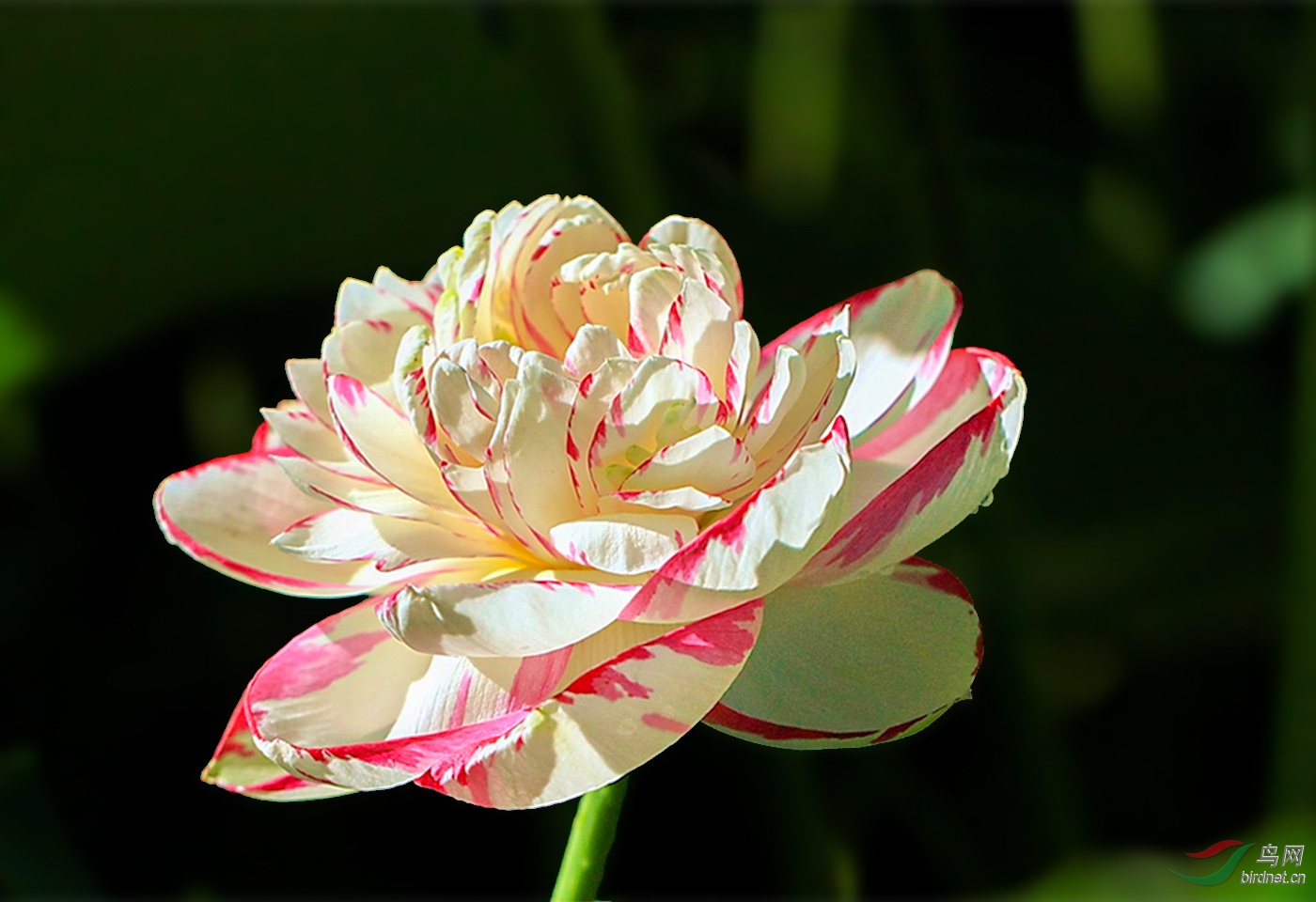 即将开放的大洒锦花包及大洒锦