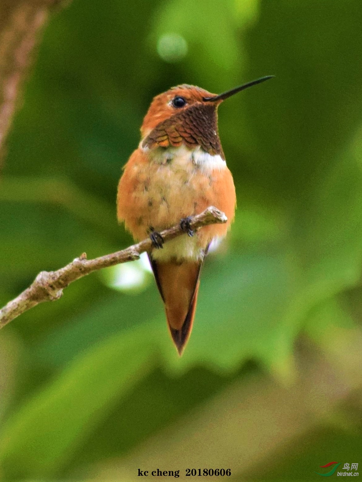 枝头一只红颈小蜂鸟