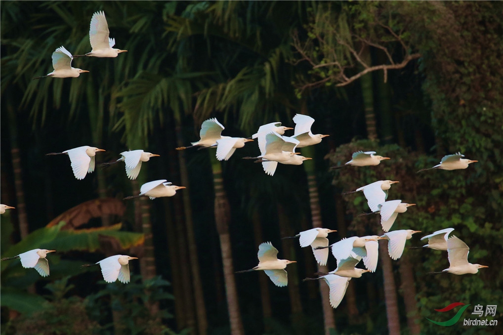 海南省 飞翔的牛背鹭