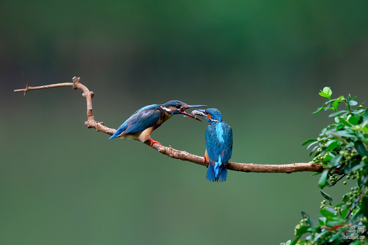 DSC_p6054.jpg
