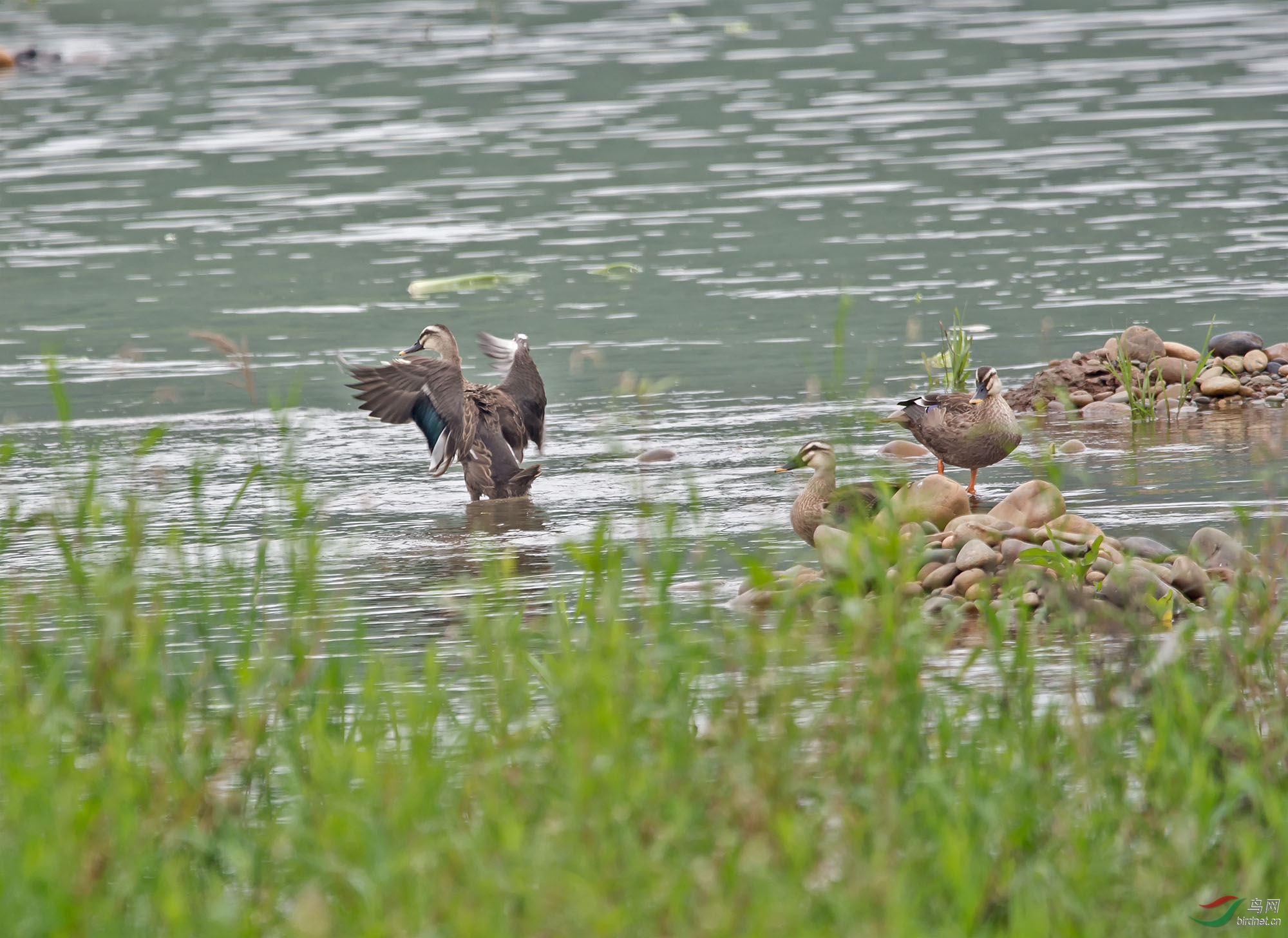 DSC_0804.jpg