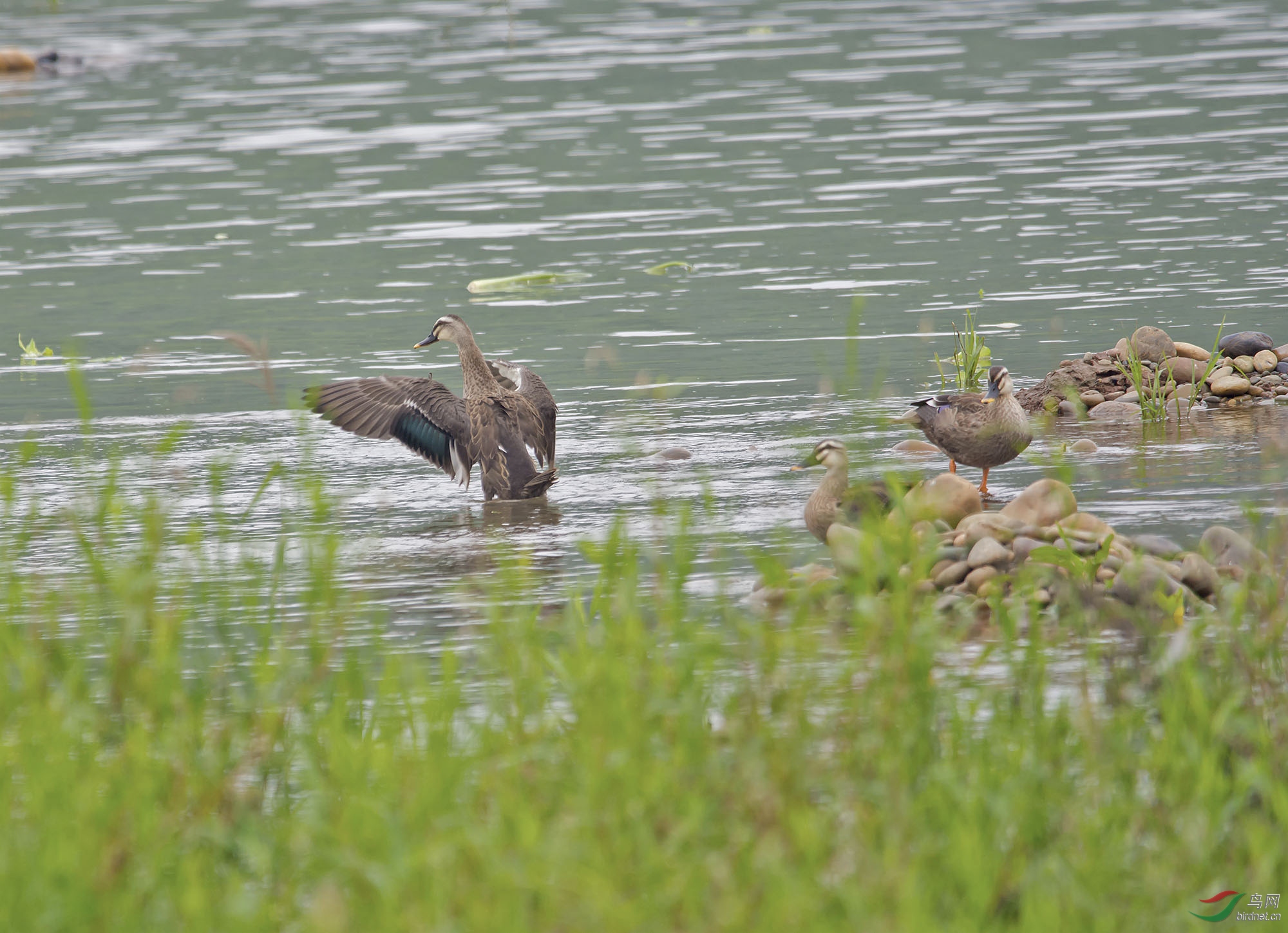 DSC_0802.jpg