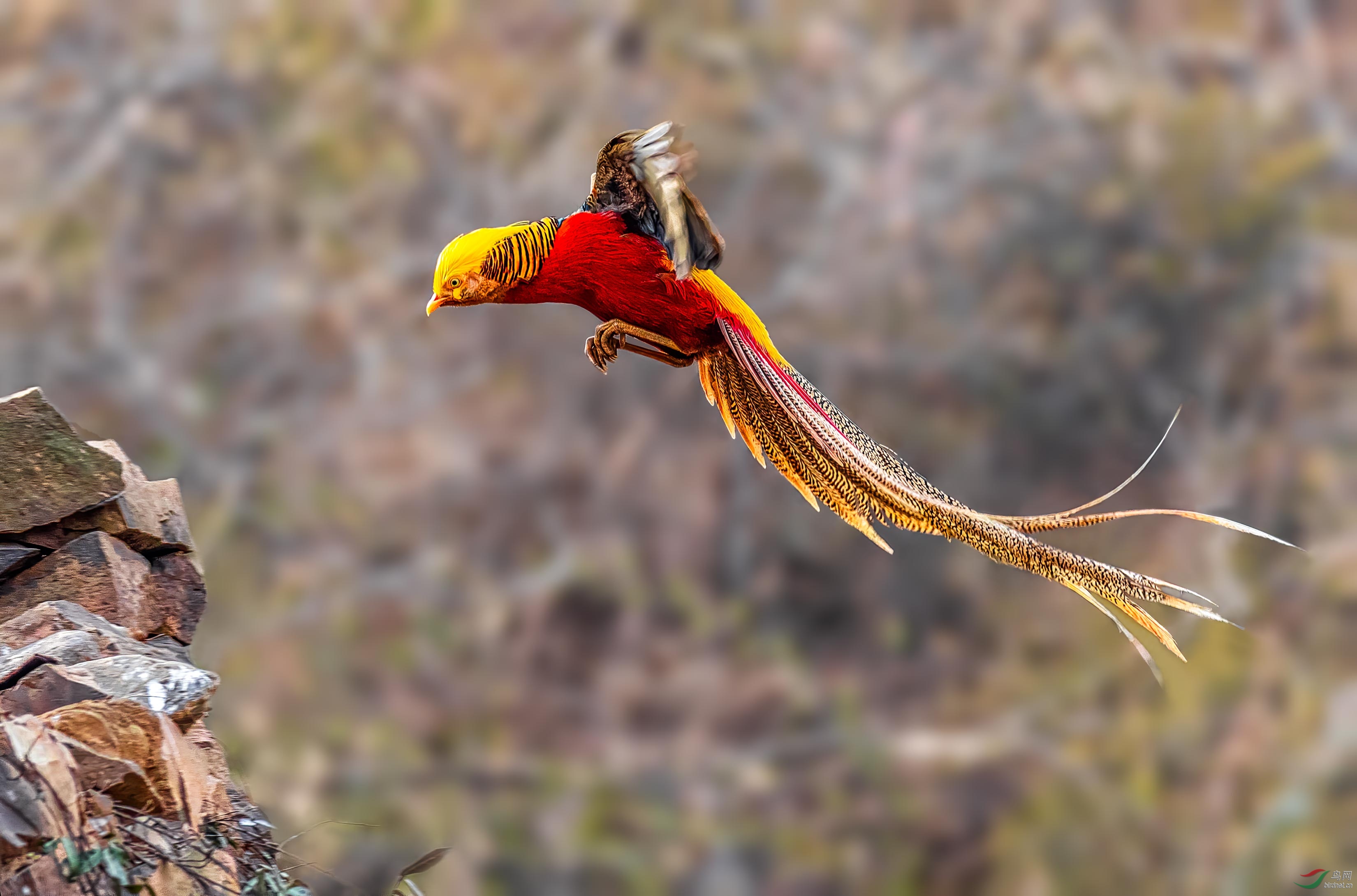 红腹锦鸡-鸡变凤