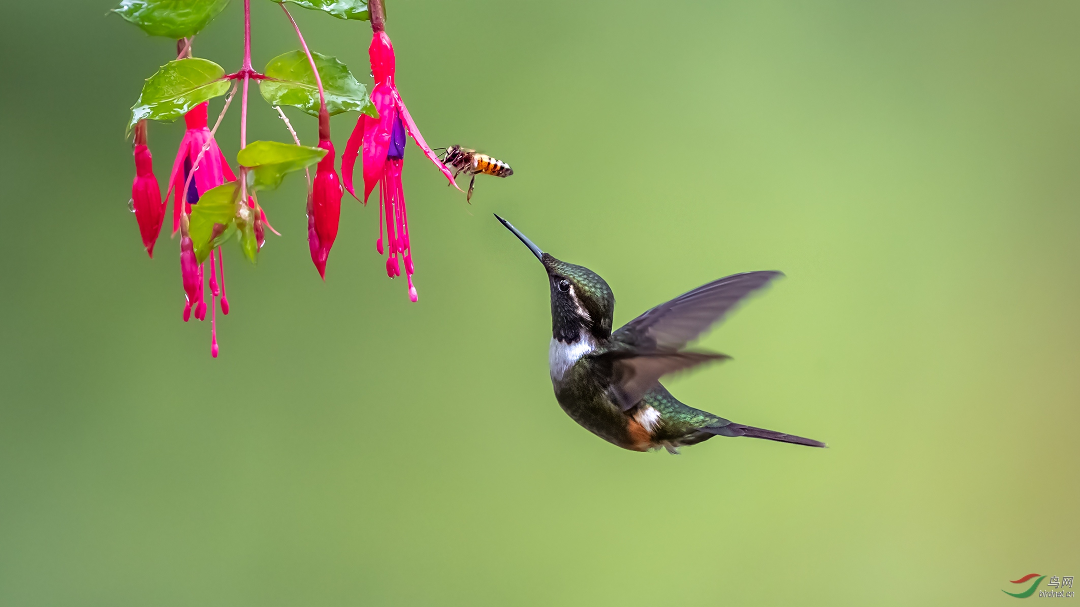 紫喉林星蜂鸟与蜜蜂目标一致