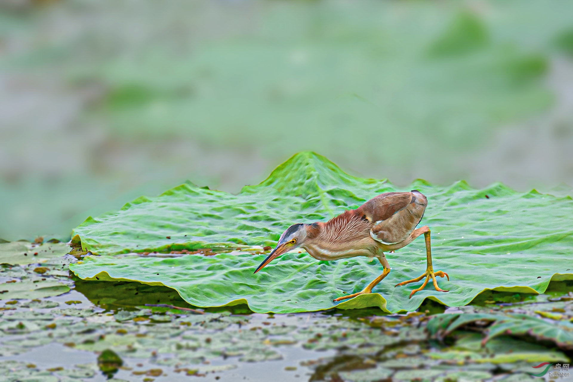 DSC_9865.jpg