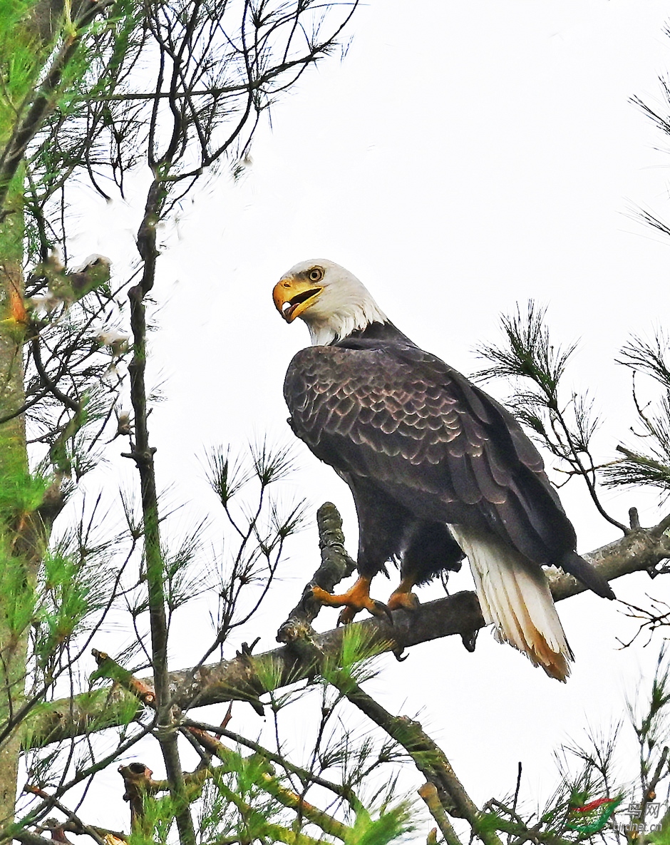 回首,白头海雕.